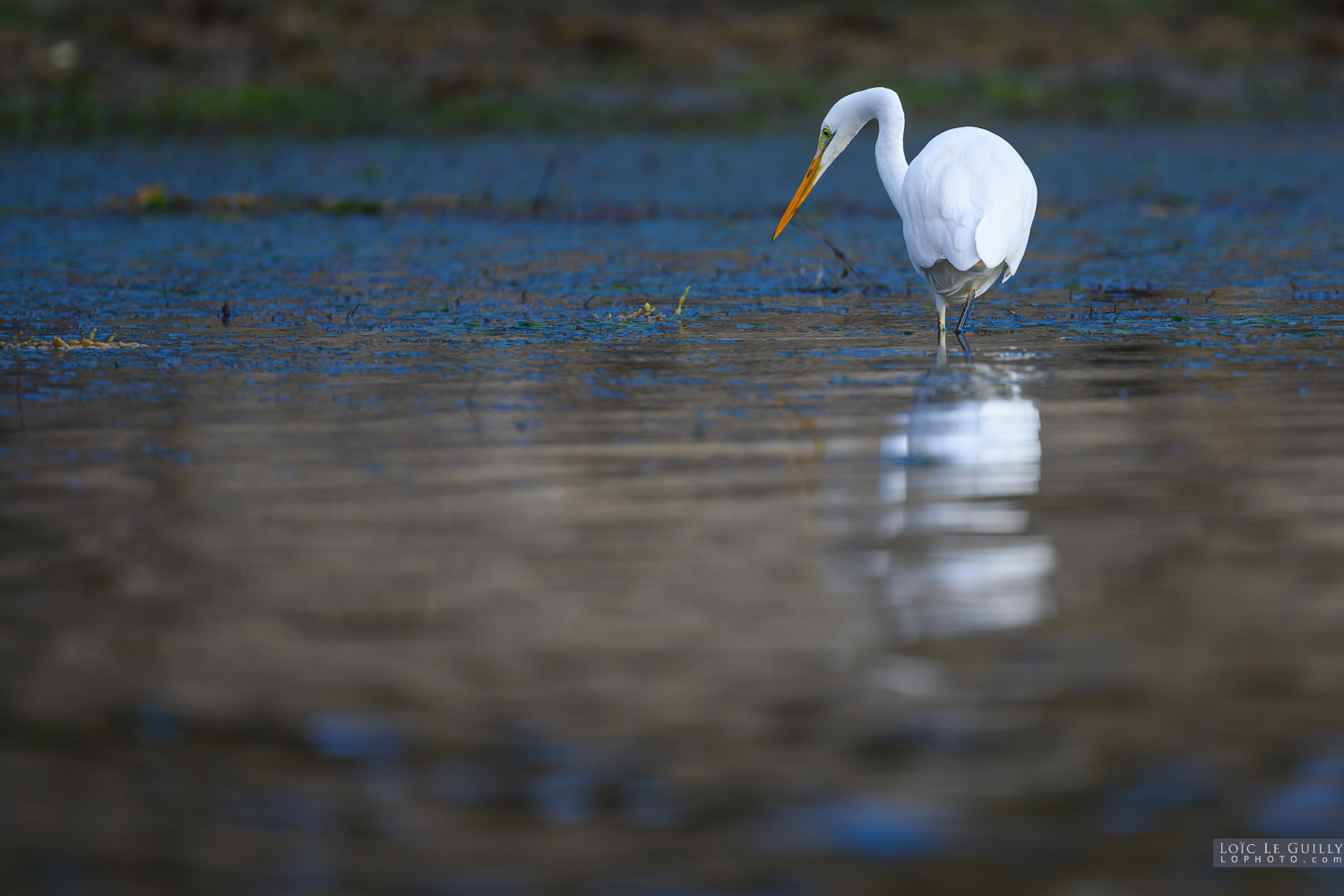 photograph of Great Egret feeding